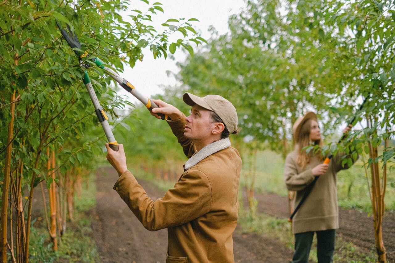 Best Tree Clearing Services  in USA